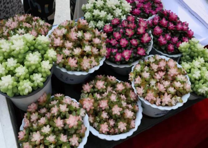 植此青绿  共赴春日——教育学院植树节系列活动